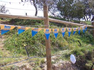 Betta Electrical Bunting